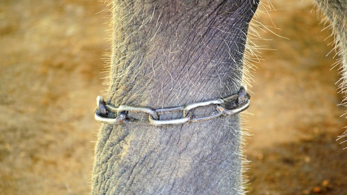 el cuento del elefante encadenado